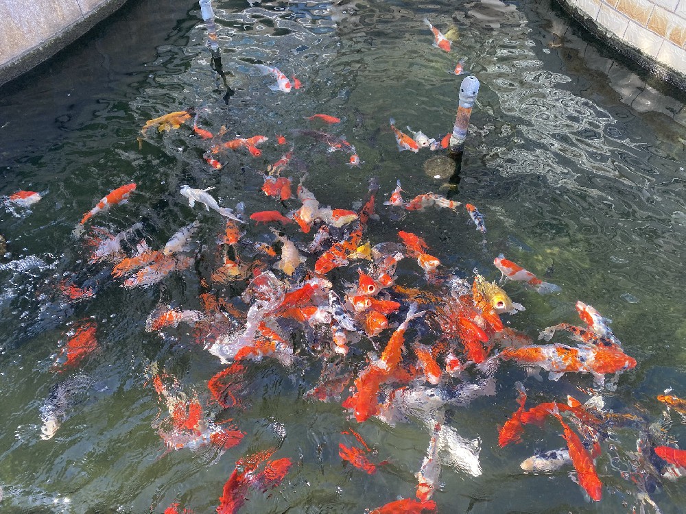 公司魚池